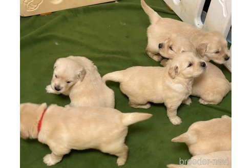 成約済の愛知県のゴールデンレトリーバー-328217の2枚目