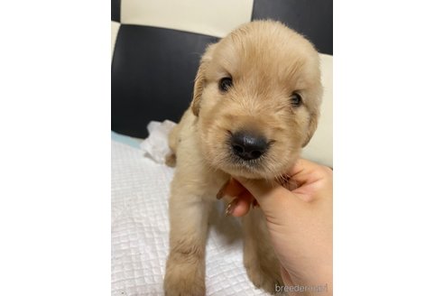 成約済の愛知県のゴールデンレトリーバー-328224の1枚目