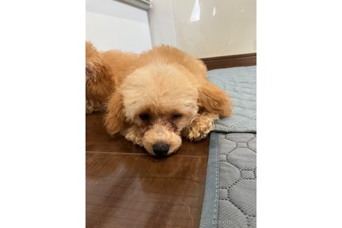 成約済の滋賀県のトイプードル-310732の2枚目