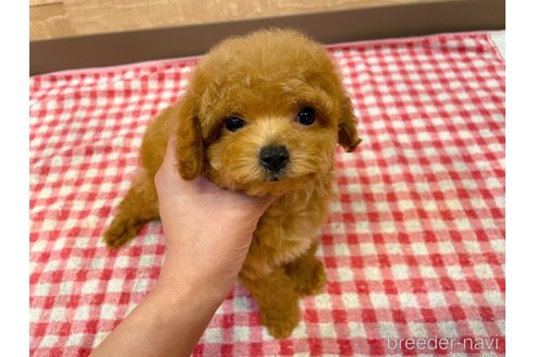 成約済の静岡県のマルプー:マルチーズ×トイプードル-327869の4枚目