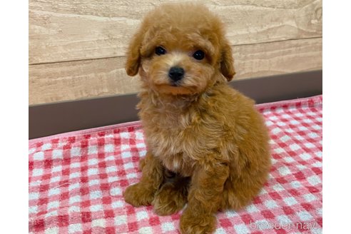 成約済の静岡県のマルプー:マルチーズ×トイプードル-327869の2枚目