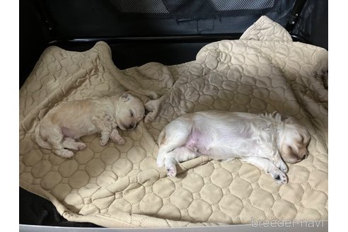 成約済の滋賀県のマルプー:マルチーズ×トイプードル-326234の8枚目