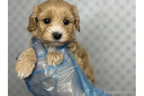 成約済の東京都のマルプー:マルチーズ×トイプードル-328329の5枚目