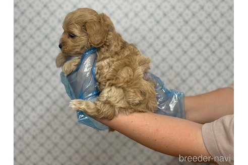 成約済の東京都のマルプー:マルチーズ×トイプードル-328329の4枚目