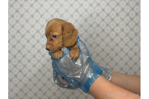 成約済の東京都のカニンヘンダックスフンド(ロングヘアード)-328314の9枚目