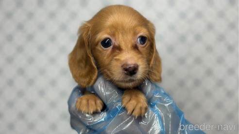 成約済の東京都のカニンヘンダックスフンド(ロングヘアード)-328314の7枚目