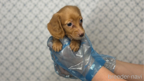 成約済の東京都のカニンヘンダックスフンド(ロングヘアード)-328314の6枚目