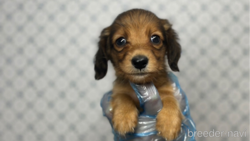 成約済の東京都のミニチュアダックスフンド(ロングヘアード)-328312の6枚目