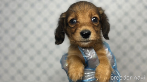 成約済の東京都のミニチュアダックスフンド(ロングヘアード)-328312の5枚目