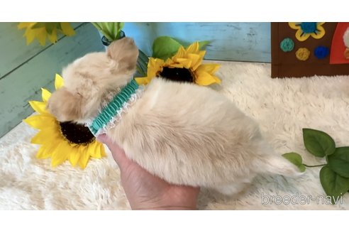 成約済の埼玉県のチワワ(ロングコート)-328261の5枚目
