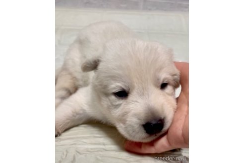 成約済の奈良県のホワイトシェパード-327003の14枚目