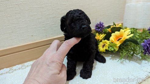 成約済の広島県のトイプードル-325914の74枚目
