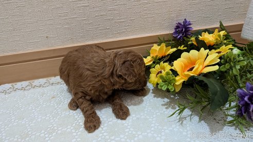 成約済の広島県のタイニープードル-325925の176枚目