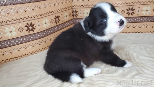 成約済の岐阜県のボーダーコリー-325081の4枚目