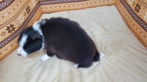 成約済の岐阜県のボーダーコリー-325081の5枚目