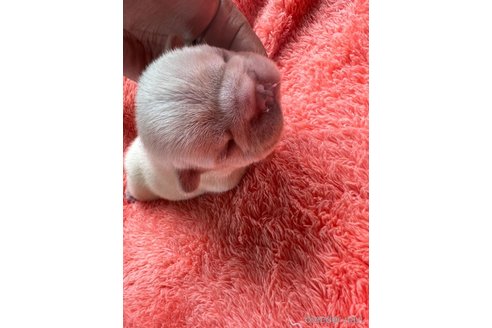 成約済の茨城県のフレンチブルドッグ-328332の31枚目