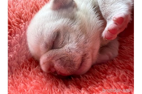 成約済の茨城県のフレンチブルドッグ-328332の29枚目