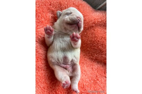 成約済の茨城県のフレンチブルドッグ-328332の28枚目