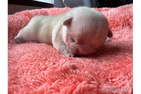成約済の茨城県のフレンチブルドッグ-328332の27枚目