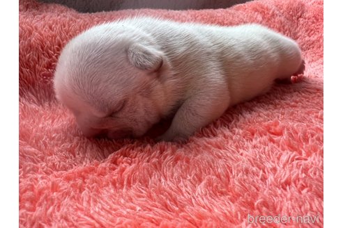 成約済の茨城県のフレンチブルドッグ-328332の25枚目