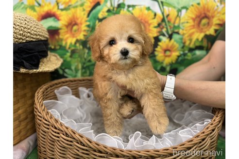 成約済の広島県のタイニープードル-319062の15枚目