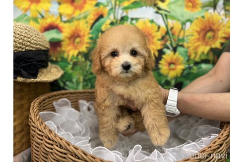 成約済の広島県のタイニープードル-319062の14枚目