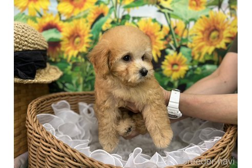 成約済の広島県のタイニープードル-319062の13枚目