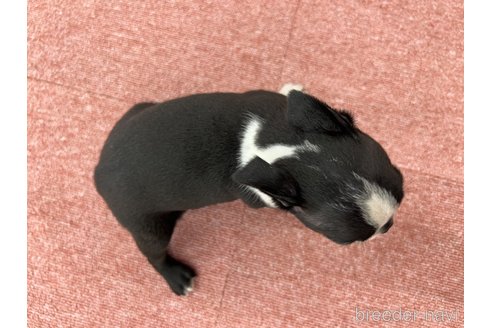 成約済の香川県のボストンテリア-326300の6枚目