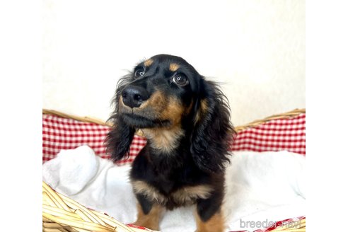 成約済の福岡県のミニチュアダックスフンド(ロングヘアード)-328180の3枚目