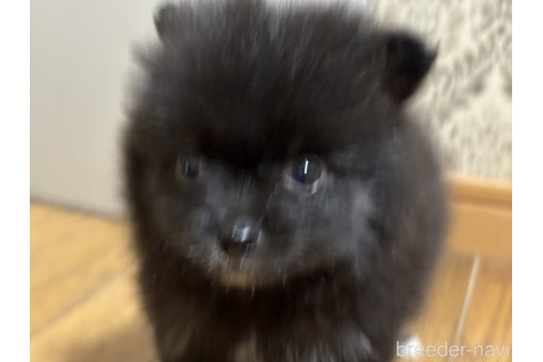 成約済の千葉県のポメラニアン-322409の5枚目