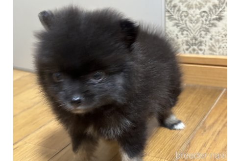 成約済の千葉県のポメラニアン-322409の3枚目