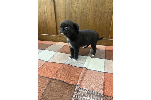 成約済の大阪府のミックス犬-328377の4枚目