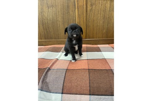 成約済の大阪府のミックス犬-328377の3枚目
