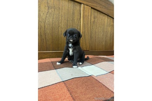 成約済の大阪府のミックス犬-328377の1枚目