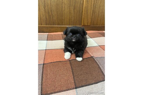 成約済の大阪府のミックス犬-328379の4枚目