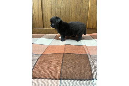 成約済の大阪府のミックス犬-328379の3枚目