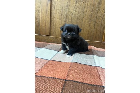 成約済の大阪府のミックス犬-328379の2枚目