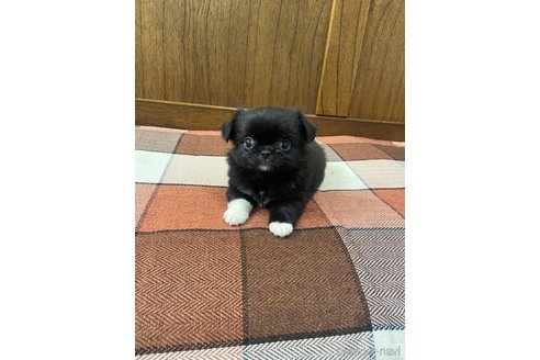 成約済の大阪府のミックス犬-328379の1枚目