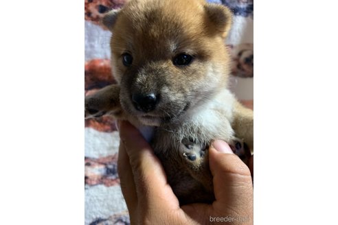 成約済の熊本県の柴犬-323900の8枚目