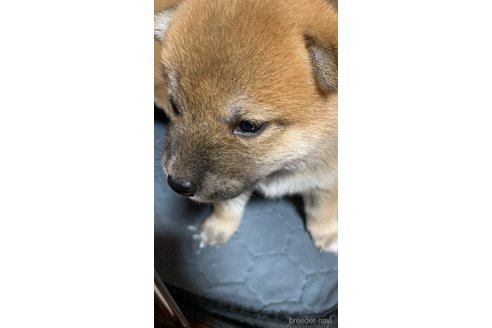 成約済の熊本県の柴犬-323900の7枚目