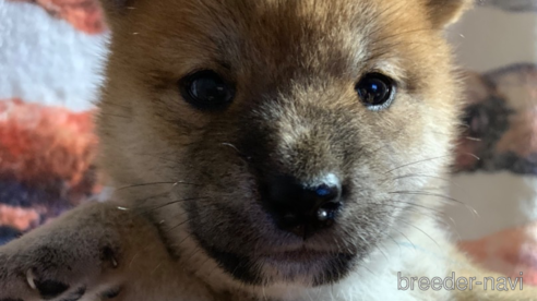 成約済の熊本県の柴犬-323900の6枚目