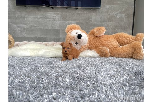 成約済の滋賀県のティーカッププードル-328399の2枚目