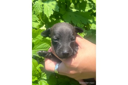 成約済の静岡県のイタリアングレーハウンド(イタグレ)-328398の12枚目