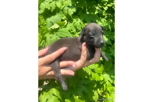 成約済の静岡県のイタリアングレーハウンド(イタグレ)-328398の11枚目