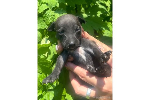 成約済の静岡県のイタリアングレーハウンド(イタグレ)-328398の7枚目