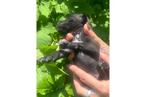 成約済の静岡県のイタリアングレーハウンド(イタグレ)-328398の8枚目