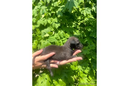 成約済の静岡県のイタリアングレーハウンド(イタグレ)-328398の10枚目