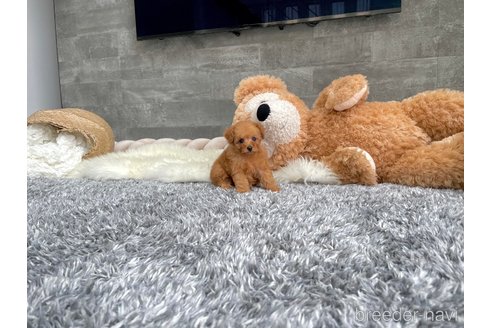 成約済の滋賀県のティーカッププードル-328423の2枚目