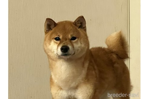 成約済の熊本県の豆柴-328430の4枚目