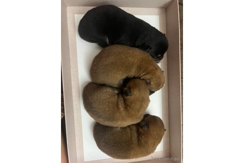 成約済の熊本県の豆柴-328430の5枚目